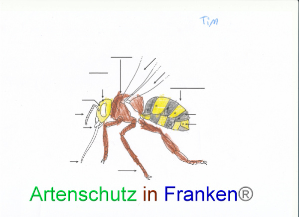 © Artenschutz in Franken® Bild zum Eintrag (92059-160)