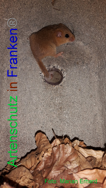 Copyright AiF Marian Erhard Bild zum Eintrag (92129-160)