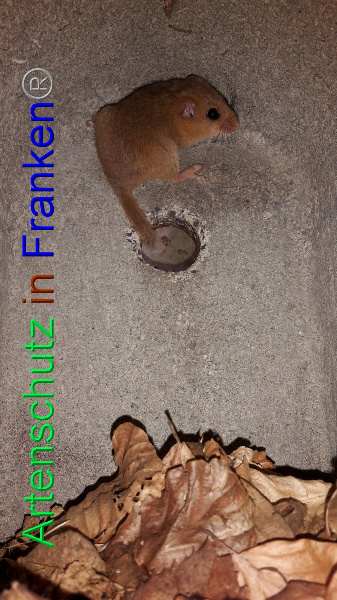 Copyright AiF Marian Erhard Bild zum Eintrag (92156-160)