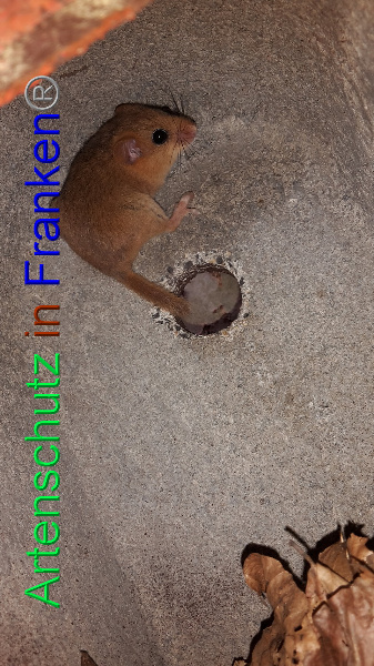 Copyright AiF Marian Erhard Bild zum Eintrag (92159-160)