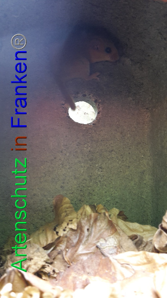 Copyright AiF Marian Erhard Bild zum Eintrag (92161-160)