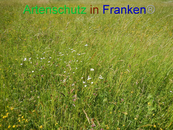 Bild zum Eintrag (92246-160)