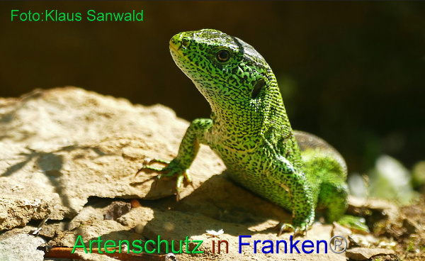 Copyright AiF - Klaus Sanwald Bild zum Eintrag (92247-160)