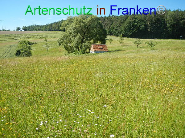 Bild zum Eintrag (92249-160)