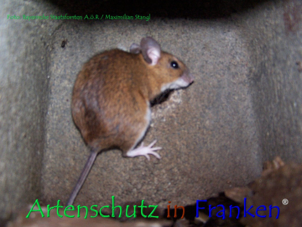 Copyright AiF Stangl Bild zum Eintrag (92439-160)