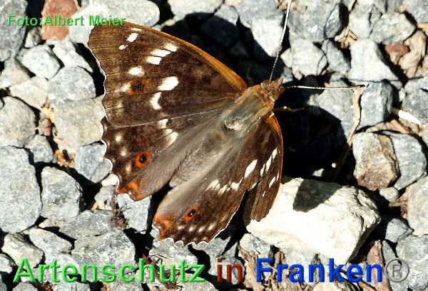 Copyright AiF - Albert Meier Bild zum Eintrag (92663-160)