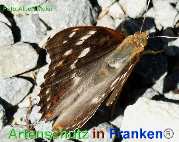 Copyright AiF - Albert Meier Bild zum Eintrag (92664-160)