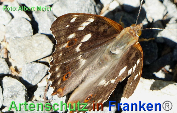 Copyright AiF - Albert Meier Bild zum Eintrag (92665-160)