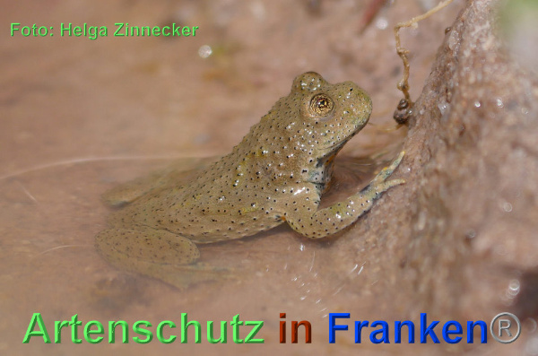 Copyright AiF - Helga Zinnecker Bild zum Eintrag (92722-160)