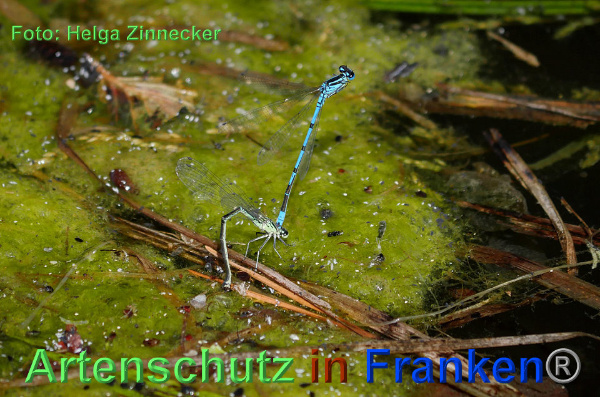 Copyright AiF - Helga Zinnecker Bild zum Eintrag (92752-160)