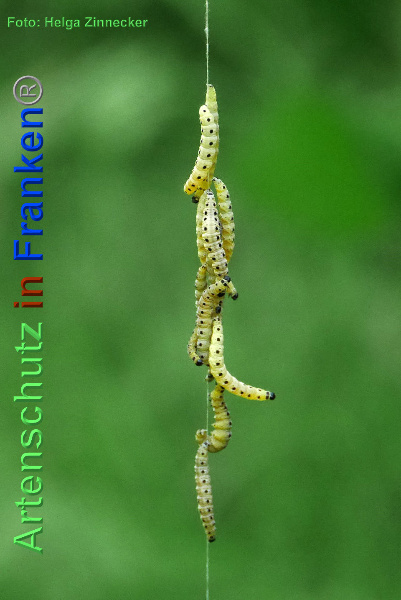 Copyright AiF - Helga Zinnecker Bild zum Eintrag (92754-160)