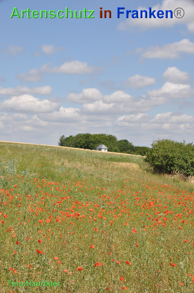 Bild zum Eintrag (93812-160)