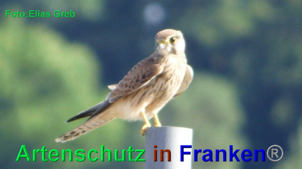 Copyright AiF Elias Greb Bild zum Eintrag (93947-160)