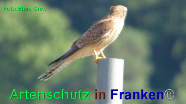 Copyright AiF Elias Greb Bild zum Eintrag (93948-160)