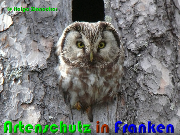 Copyright AiF - Helga Zinnecker Bild zum Eintrag (93976-160)