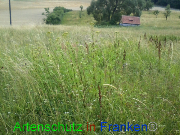 © Artenschutz in Franken® Bild zum Eintrag (94006-160)