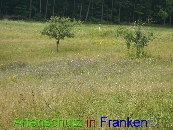 Bild zum Eintrag (94451-160)