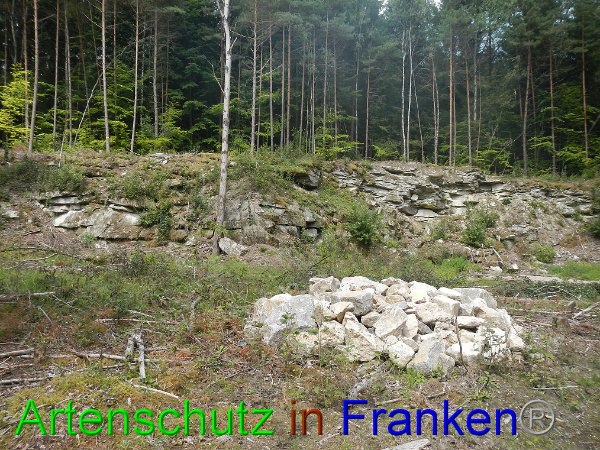 © Artenschutz in Franken® Bild zum Eintrag (94790-160)