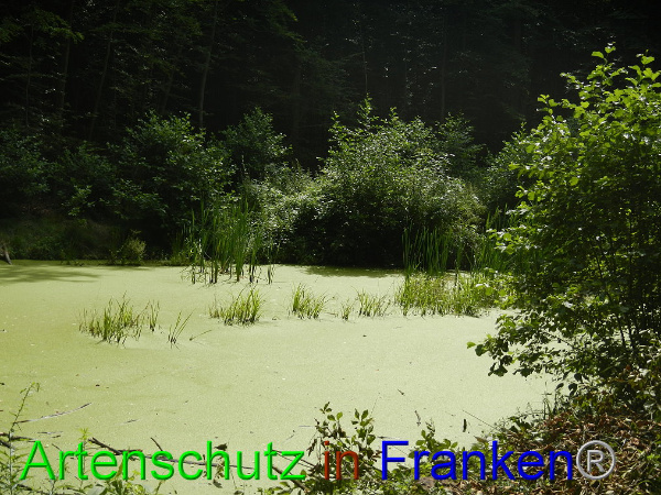 Bild zum Eintrag (94829-160)