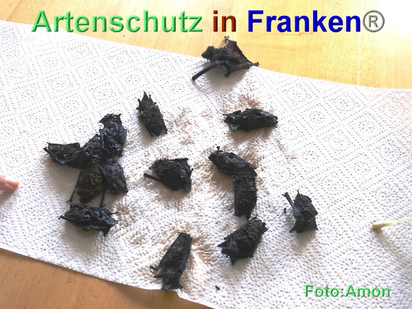 Bild zum Eintrag (95422-160)
