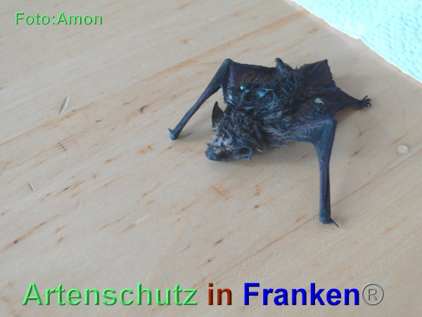 Copyright AiF / Amon Bild zum Eintrag (95423-160)