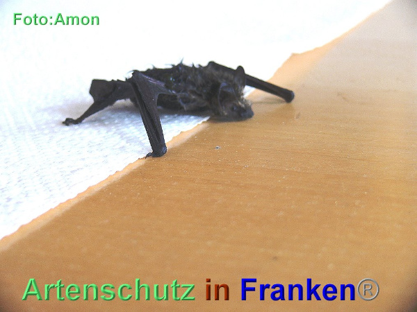 Copyright AiF / Amon Bild zum Eintrag (95424-160)