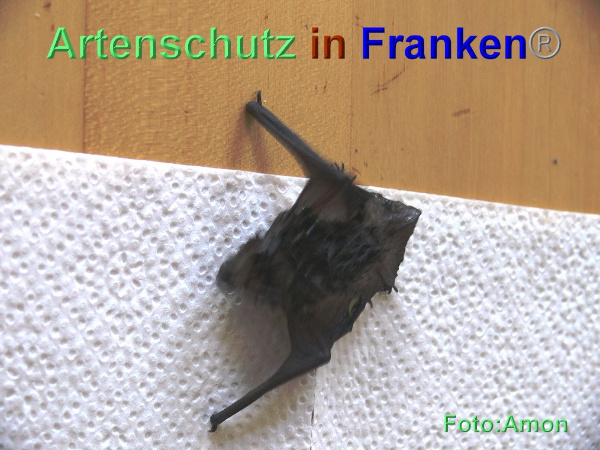 Copyright AiF / Amon Bild zum Eintrag (95425-160)