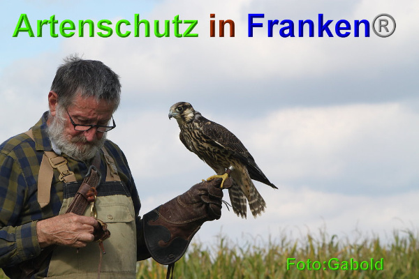 Copyright AiF / Greifvogelpflegestation Stettfeld Bild zum Eintrag (95510-160)