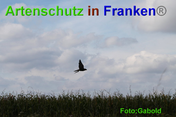 Bild zum Eintrag (95513-160)