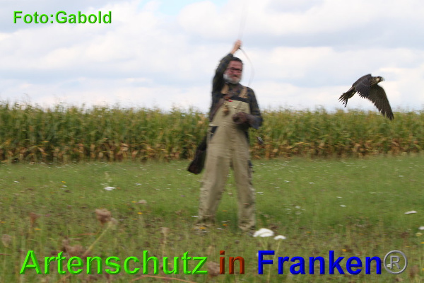 Copyright AiF / Greifvogelpflegestation Stettfeld Bild zum Eintrag (95514-160)