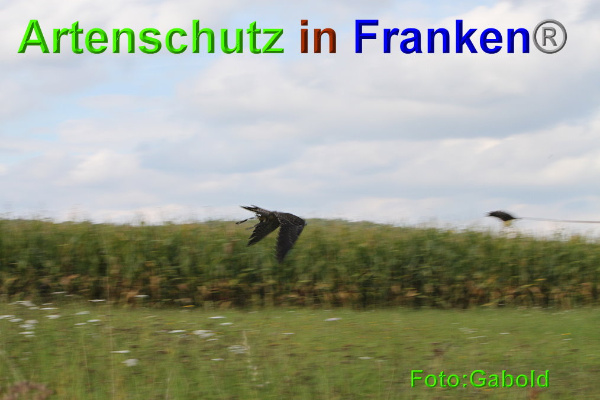 Copyright AiF / Greifvogelpflegestation Stettfeld Bild zum Eintrag (95515-160)