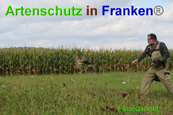 Copyright AiF / Greifvogelpflegestation Stettfeld Bild zum Eintrag (95516-160)