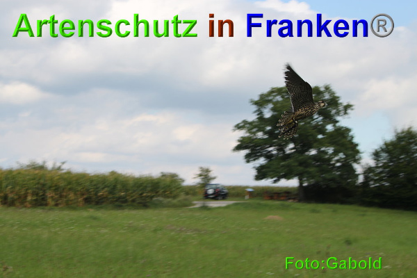 Copyright AiF / Greifvogelpflegestation Stettfeld Bild zum Eintrag (95517-160)