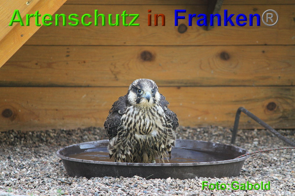 Bild zum Eintrag (95521-160)