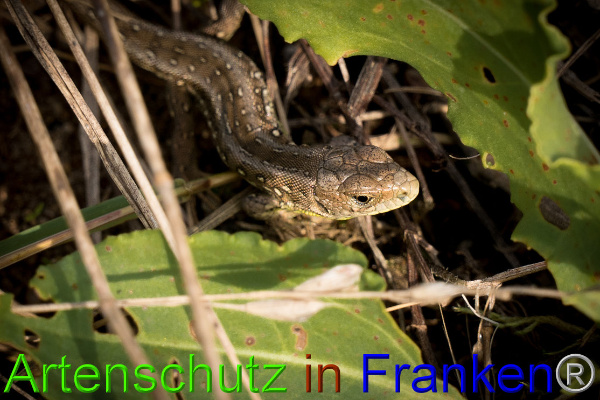 Copyright AiF / B.Schotta Bild zum Eintrag (95735-160)