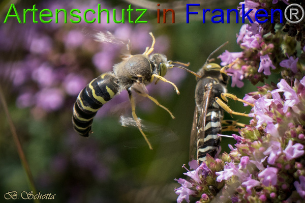 Copyright AiF / B.Schotta Bild zum Eintrag (95737-160)