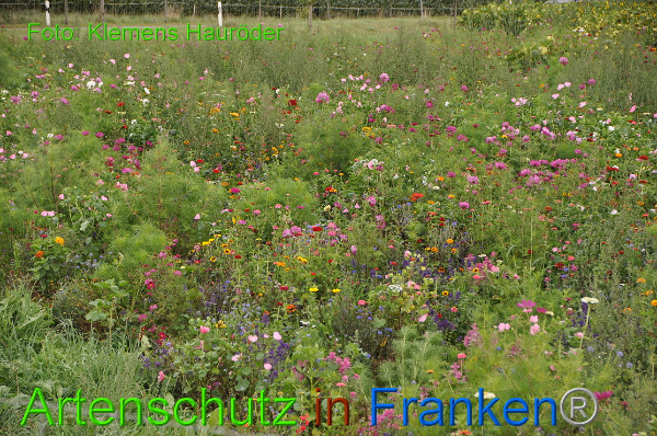 Copyright AiF Klemens Hauröder Bild zum Eintrag (95765-160)