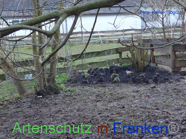 Copyright AiF Keller-Sögüt Bild zum Eintrag (97824-160)