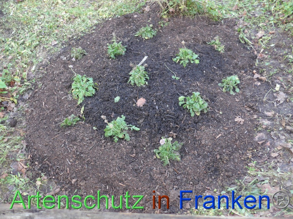 Copyright AiF Keller-Sögüt Bild zum Eintrag (97922-160)