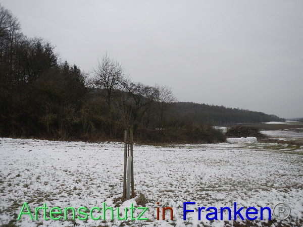 Bild zum Eintrag (98385-160)