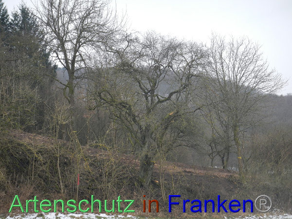 Bild zum Eintrag (98395-160)