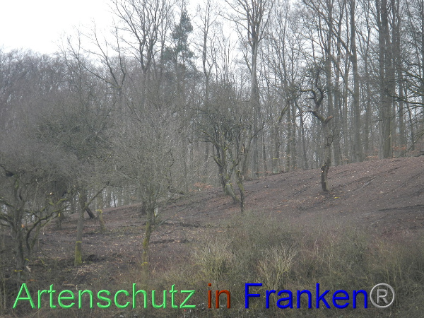 Bild zum Eintrag (98404-160)