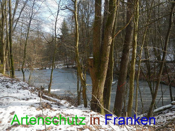 Bild zum Eintrag (98484-160)