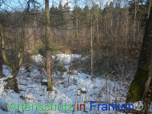 Bild zum Eintrag (98608-160)