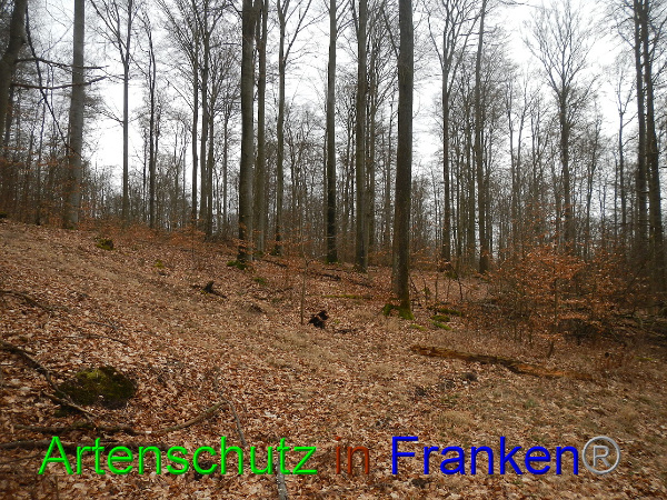 Bild zum Eintrag (98767-160)