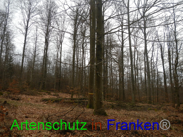 Bild zum Eintrag (98772-160)