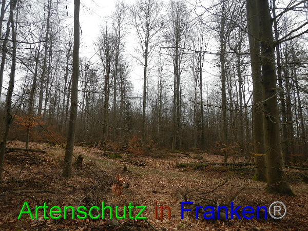 Bild zum Eintrag (98781-160)