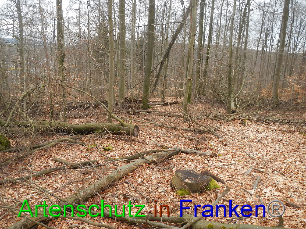 Bild zum Eintrag (98785-160)