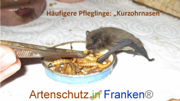 Copyright AiF ja Bild zum Eintrag (98933-160)