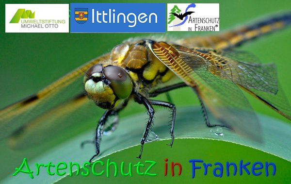 Copyright AiF / Collage Klaus Sanwald Bild zum Eintrag (99895-160)